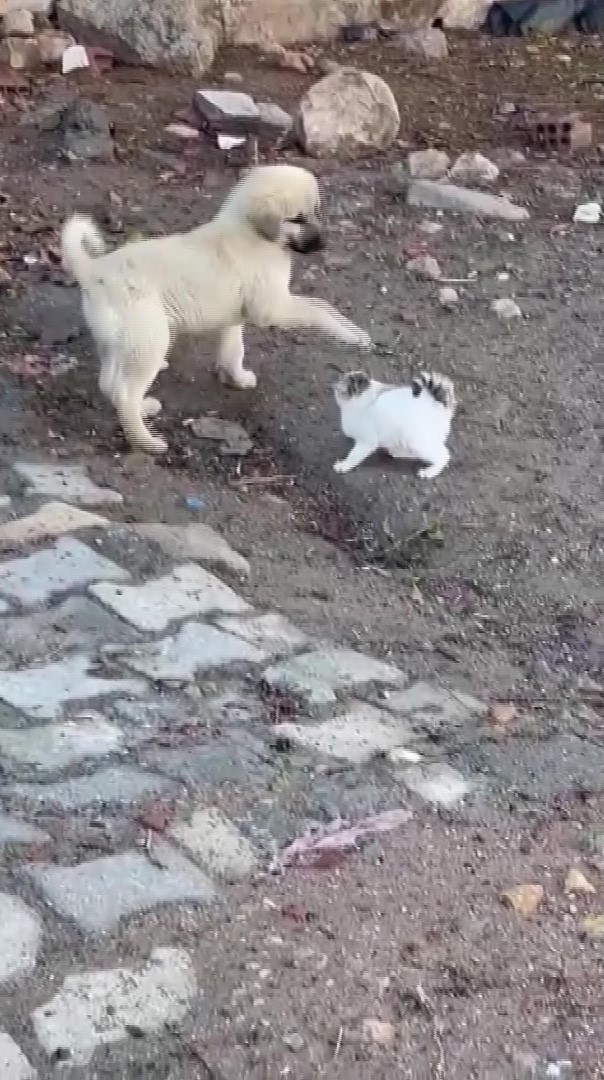gercuste yavru kedi ile yavru kopegin sevimli kavgasi kamerada 3 IrLWqrrl