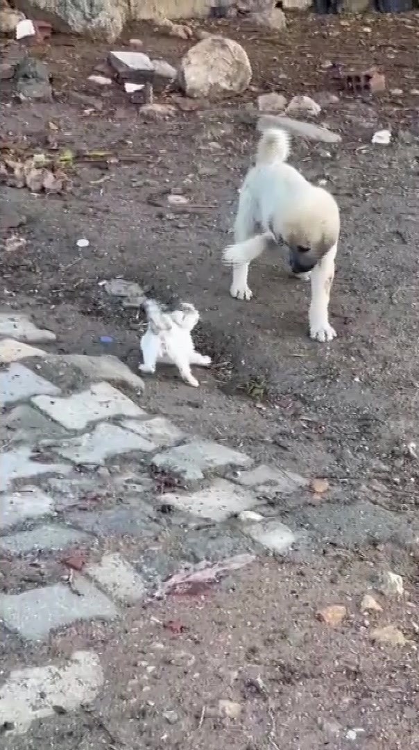 gercuste yavru kedi ile yavru kopegin sevimli kavgasi kamerada 4