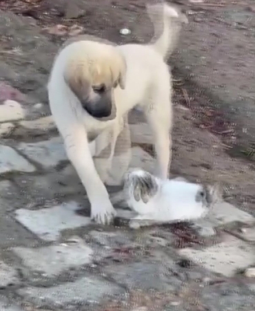 gercuste-yavru-kedi-ile-yavru-kopegin-sevimli-kavgasi-kamerada-FNlynWwS.jpg