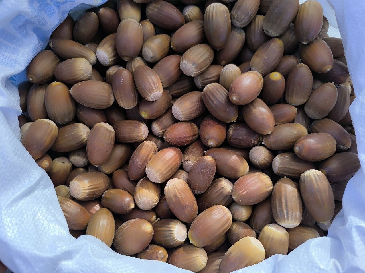 gercusun dogu kestanesi organik mese palamudu kis sofralarinin vazgecilmezi oluyor 5 ef3Lhd7Z