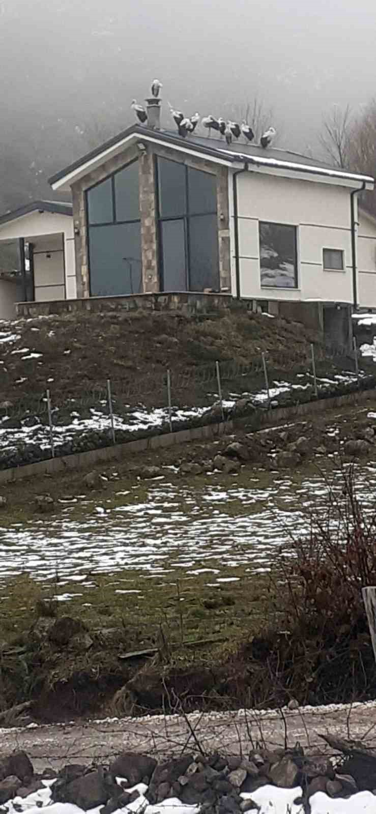 goc yolculugundaki leylekler sakaryada mola verdi 0 99tQlqhE