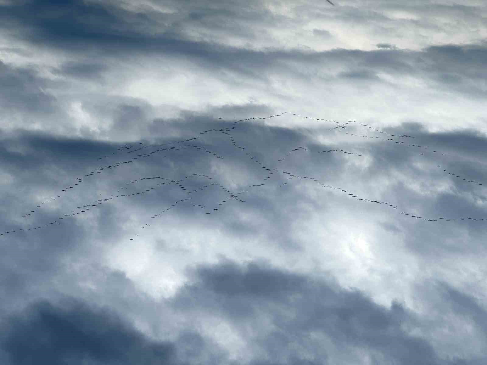 goc yolundaki pelikan surusunun bursa molasi 13 Uli6YLIr