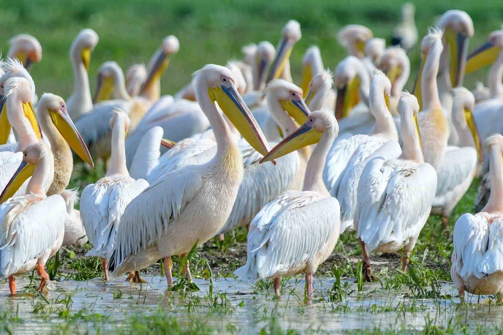 goc yolundaki pelikan surusunun bursa molasi 5 zIjOLEWm