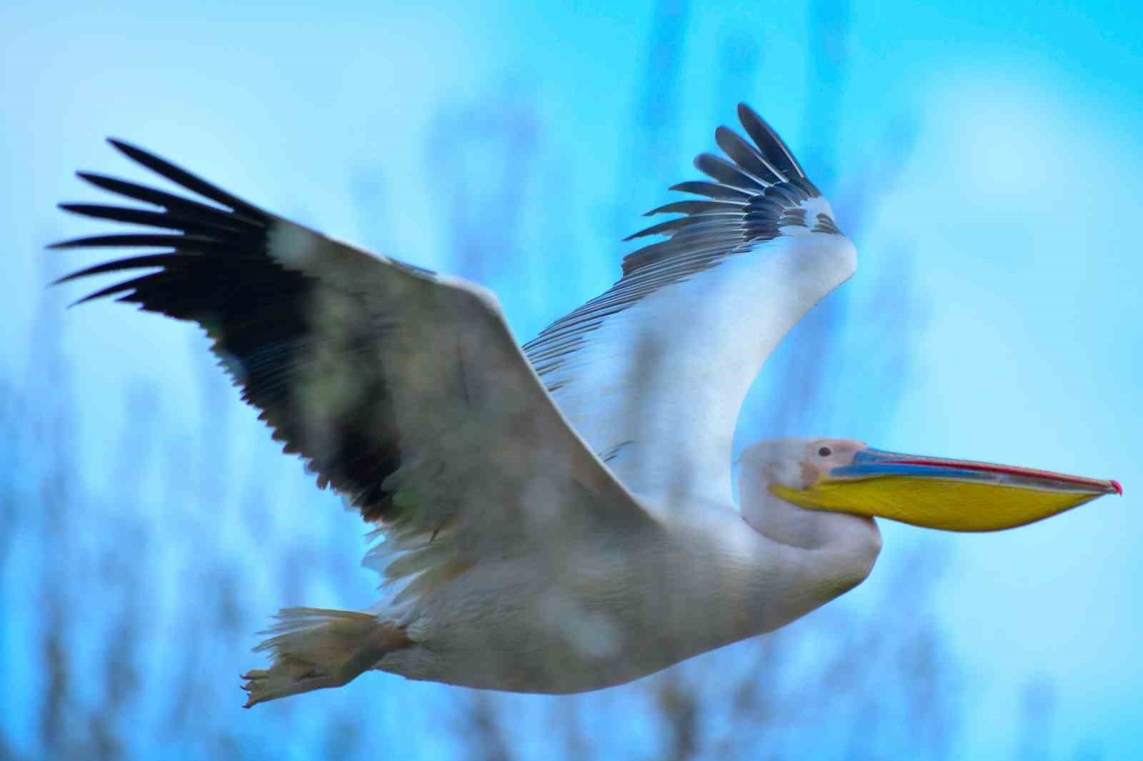goc yolundaki pelikan surusunun bursa molasi 9 4caLZp1P