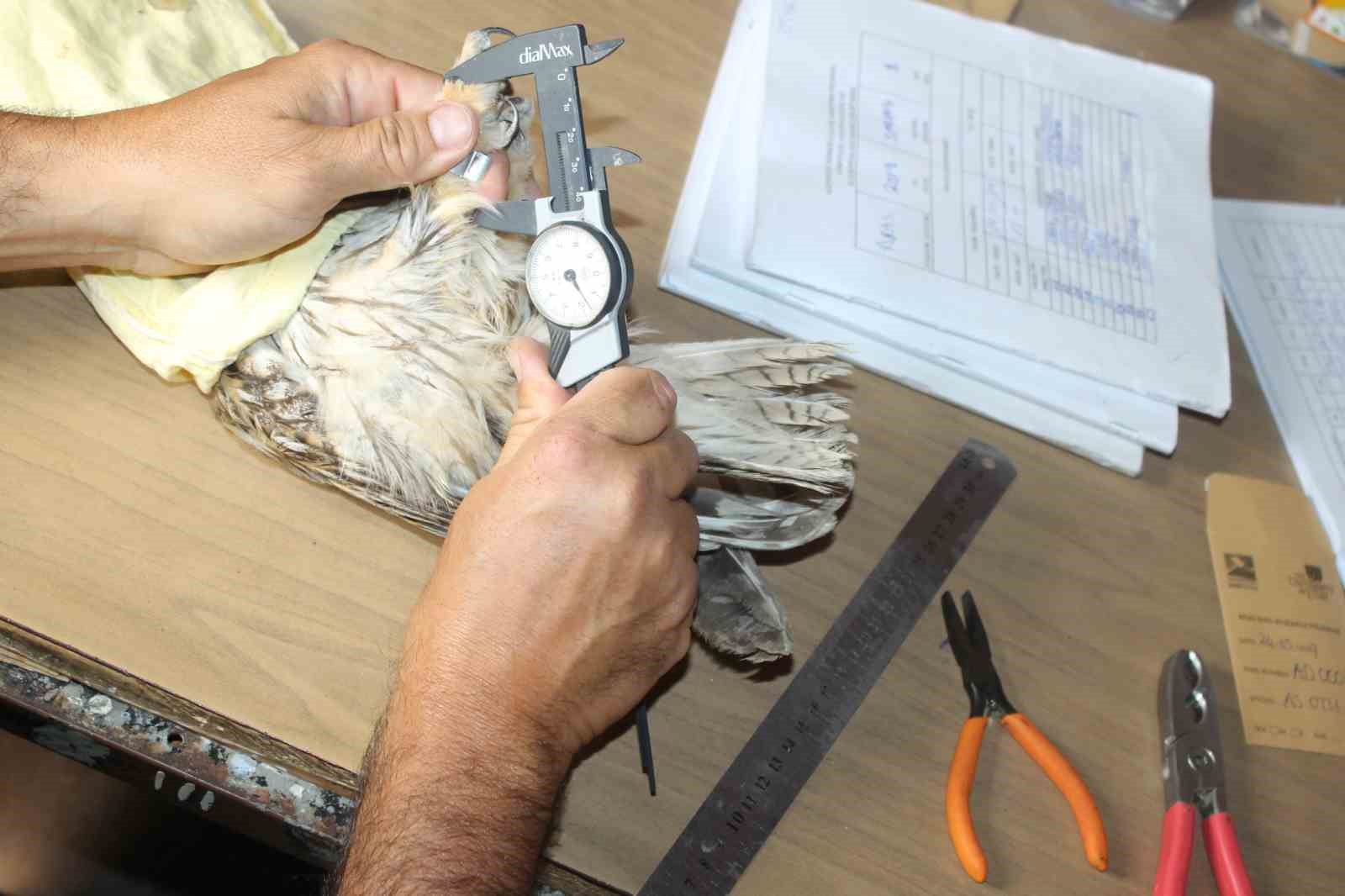 Göçmen kuşların uğrak noktası Türkiye: 2025’te 34 bin 360 kuş halkalandı 7 gocmen kuslarin ugrak noktasi turkiye 2025te 34 bin 360 kus halkalandi 3 Bw2rSt65
