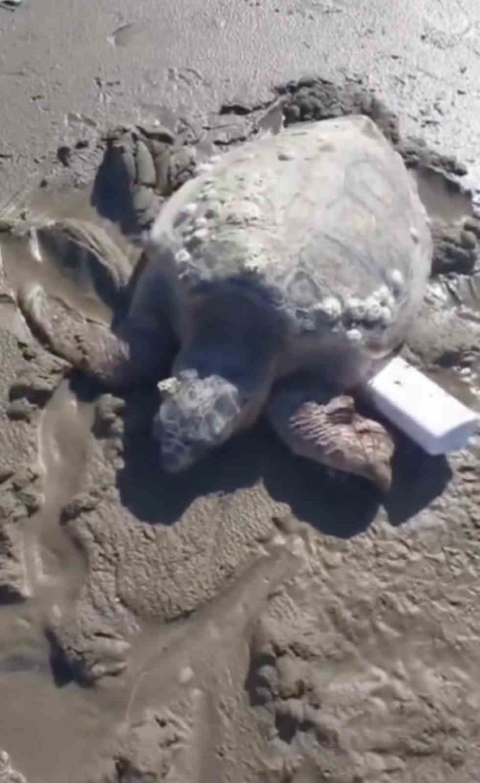 gokceadada kiyiya vuran caretta caretta vatandaslarin yardimiyla denizle bulustu 0 v9ZJEqyC