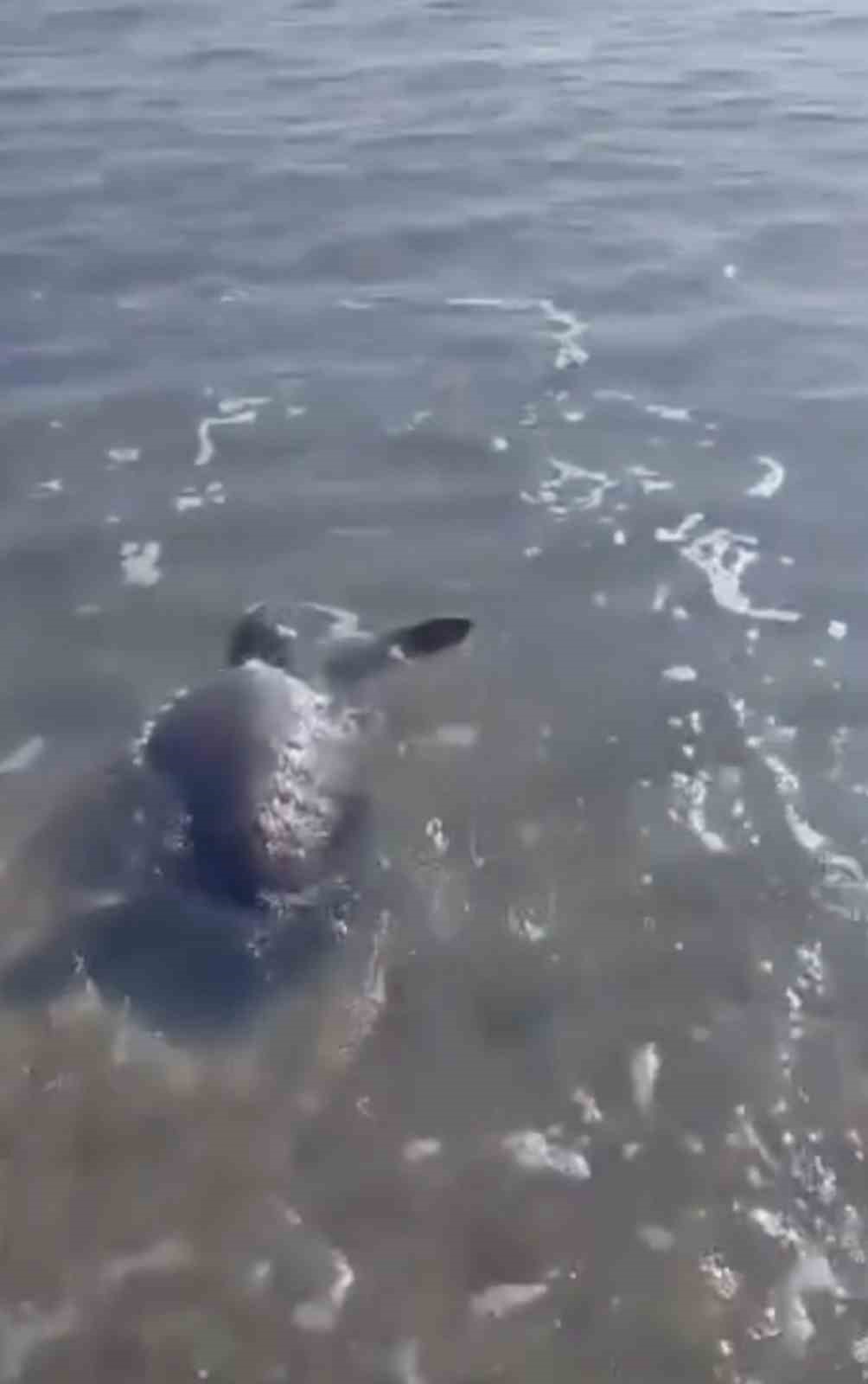 gokceadada kiyiya vuran caretta caretta vatandaslarin yardimiyla denizle bulustu 1 DZ4G66mt