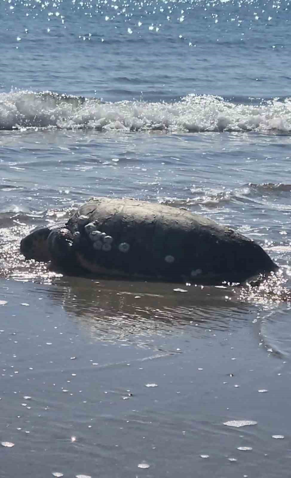 gokceadada kiyiya vuran caretta caretta vatandaslarin yardimiyla denizle bulustu 2 WMVag45D
