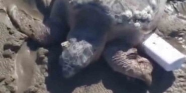 gokceadada-kiyiya-vuran-caretta-caretta-vatandaslarin-yardimiyla-denizle-bulustu-ePiMB23q.jpg