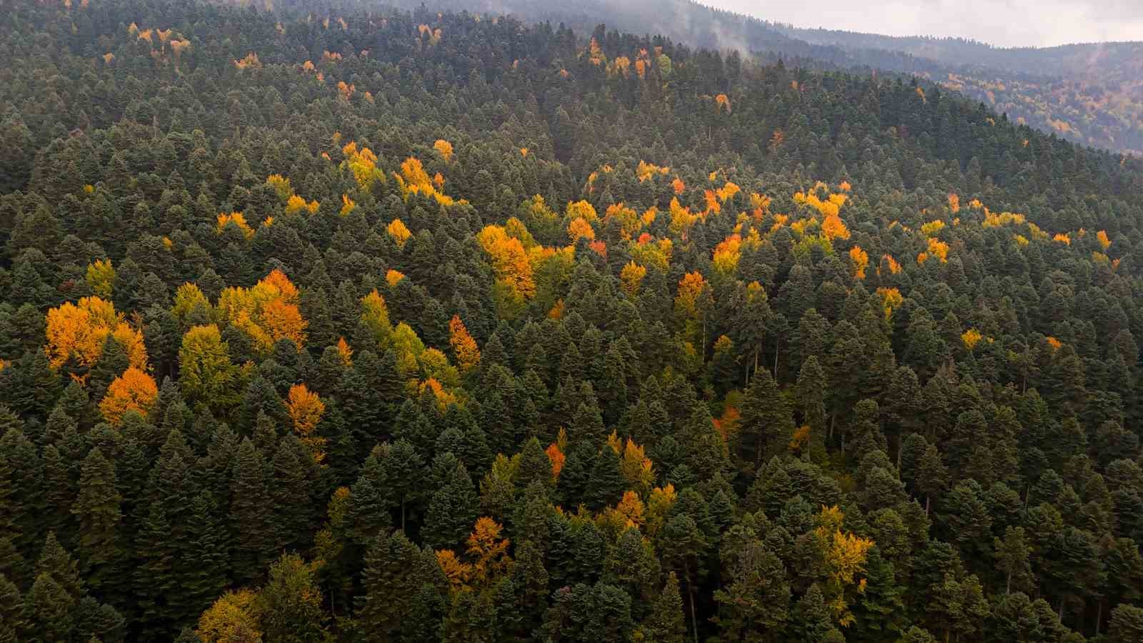 golcuk tabiat parkinda sonbahar guzelligi mest etti 4 aNnUCKIY