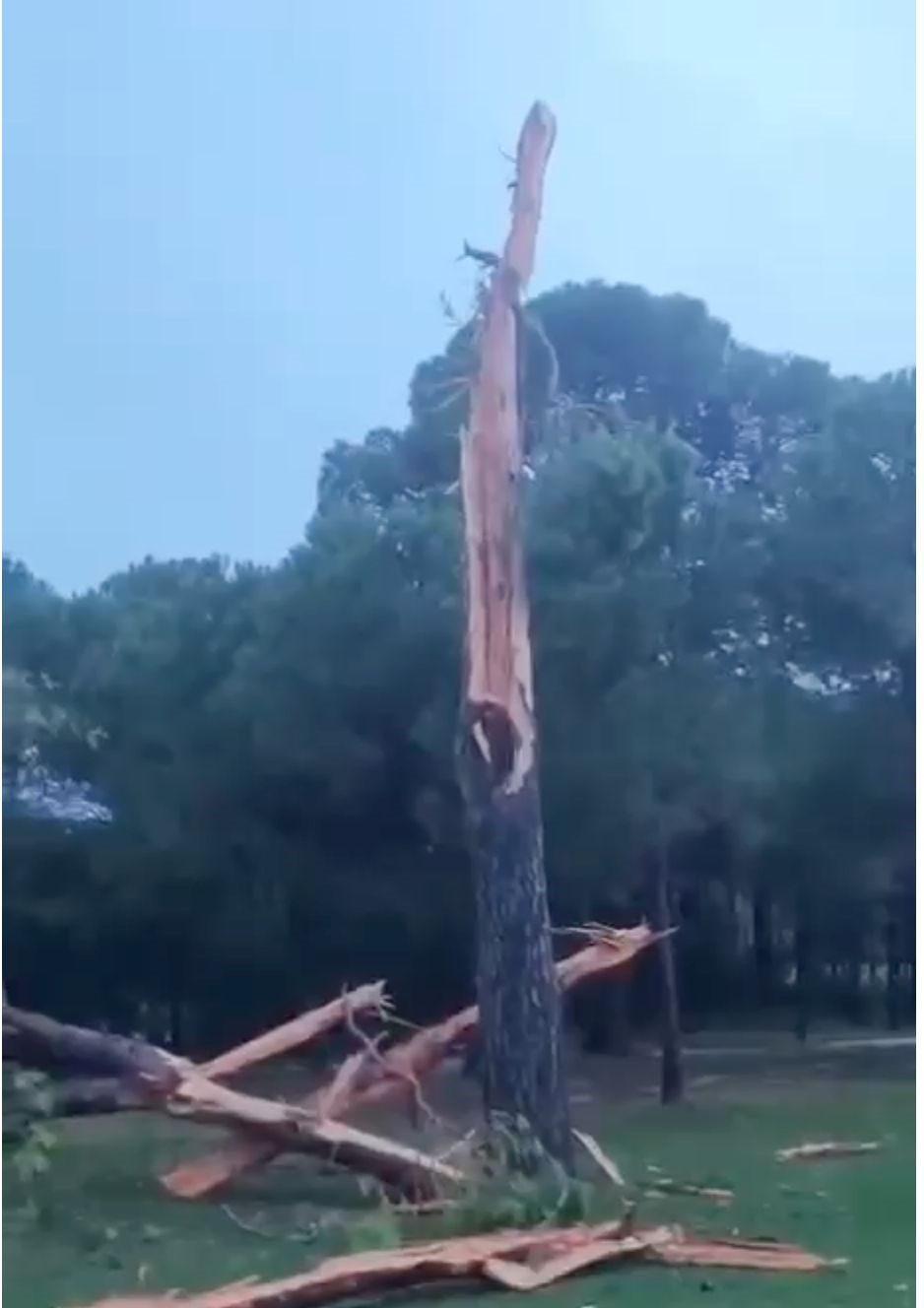 golf sahasina dusen yildirim agaci parcalara ayirdi 2 1zjzJBE2