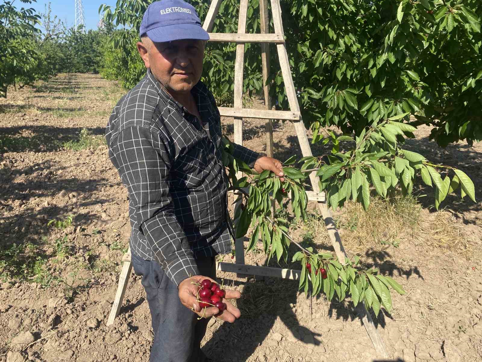 golpazarinin 46 yillik napolyon kirazinda hasat tamamlaniyor 0 hSTqIffb
