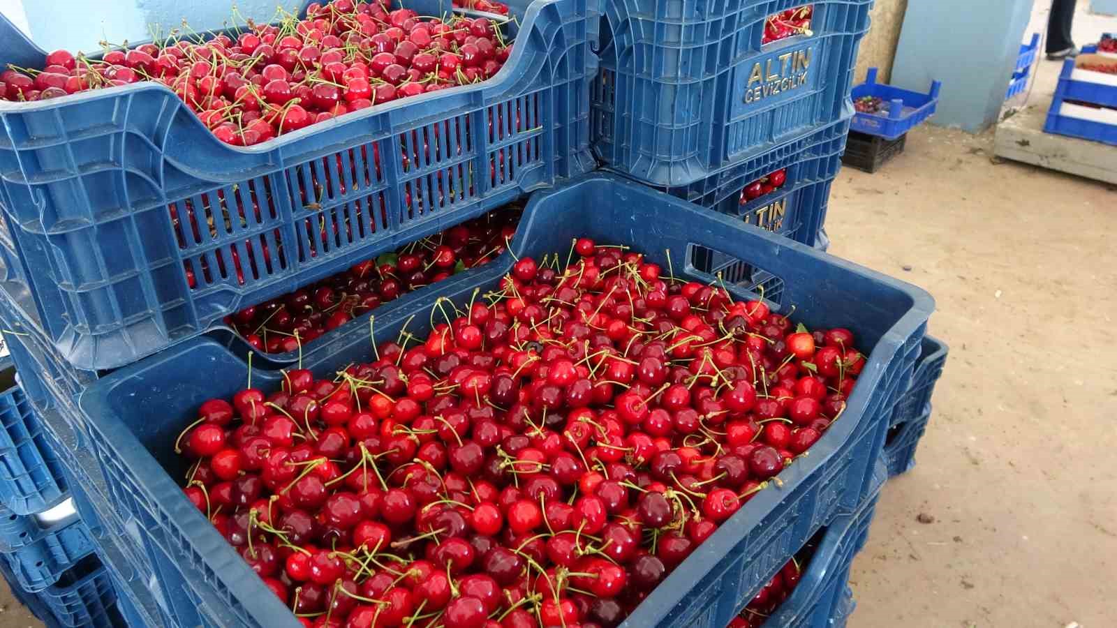 golpazarinin 46 yillik napolyon kirazinda hasat tamamlaniyor 2 qyOgLelp