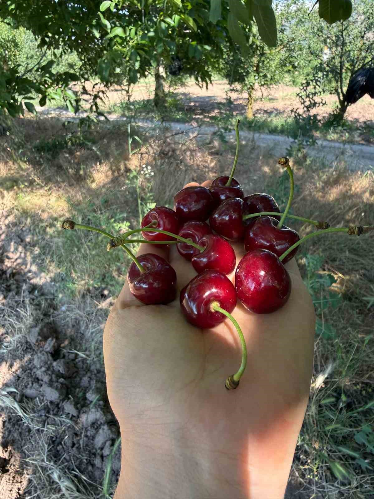 golpazarinin 46 yillik napolyon kirazinda hasat tamamlaniyor 3 psMgG6pl