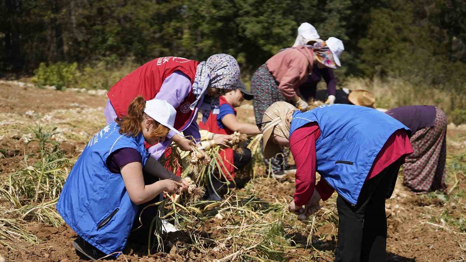 Gönüllü Hasat Etkinliği 2026 yılı takvimi açıklandı 7 gonullu hasat etkinligi 2026 yili takvimi aciklandi 3 DhK1z1Ed