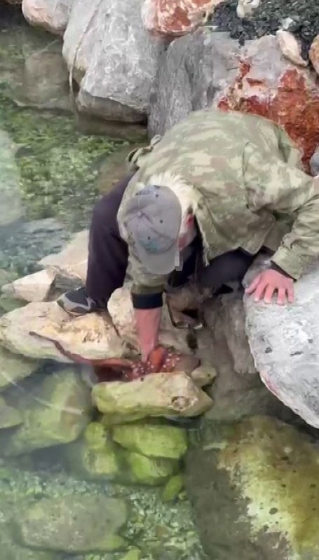 gorenler gozlerine inanamadi kayaliktaki dev ahtapotu elleriyle avladi 0 KTihlBj6