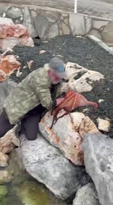 gorenler gozlerine inanamadi kayaliktaki dev ahtapotu elleriyle avladi 1 5bIJ8c3e