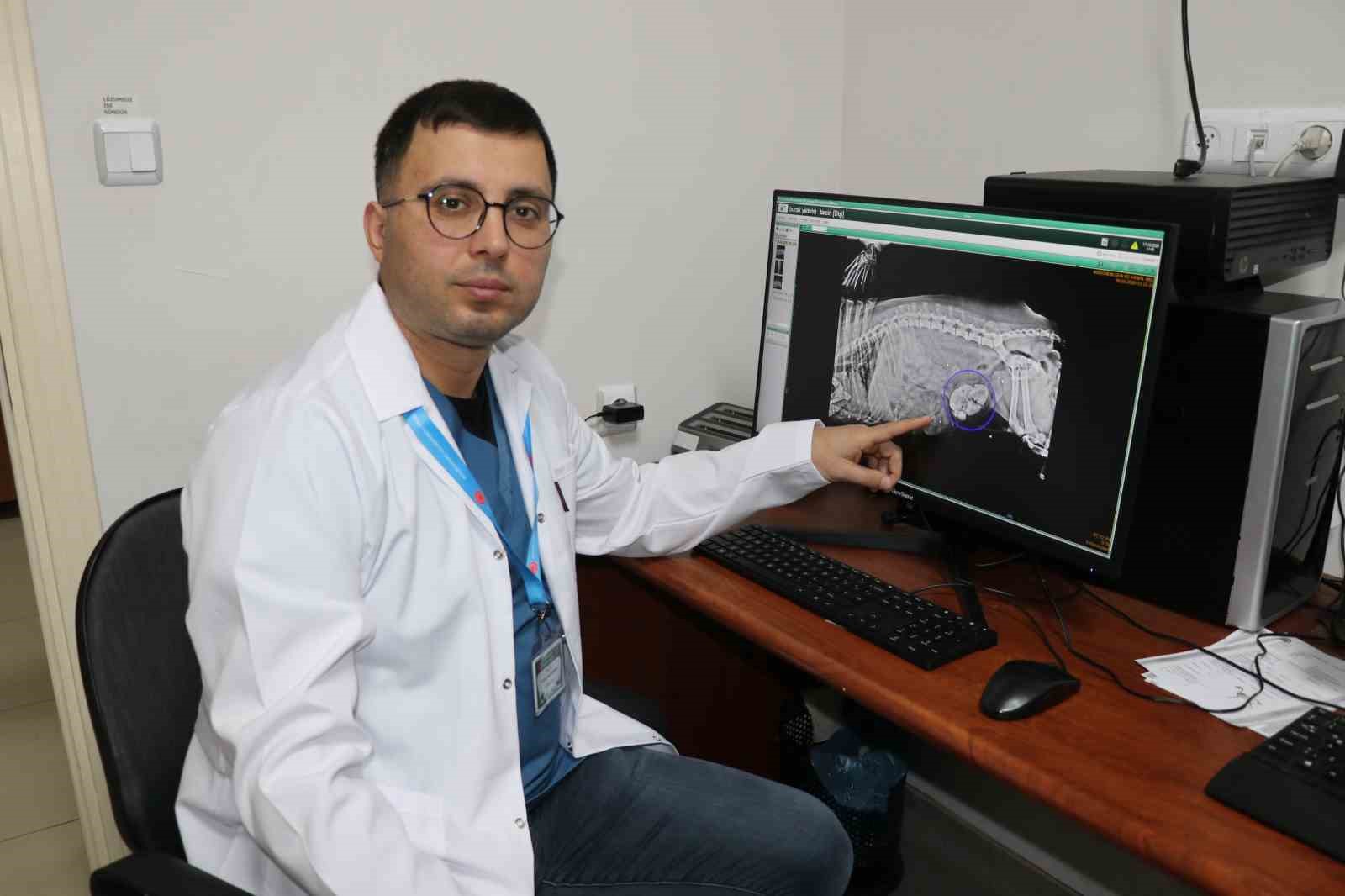 gorenler gozlerine inanamadi kopegin karnindan 140 tas cikti 3 kl49gm4J