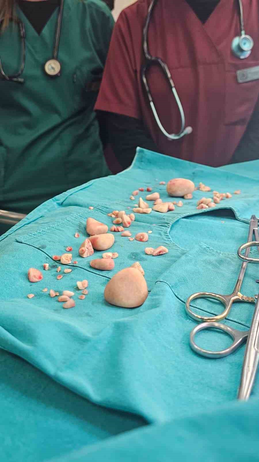 gorenler gozlerine inanamadi kopegin karnindan 140 tas cikti 6 yTcc22O3