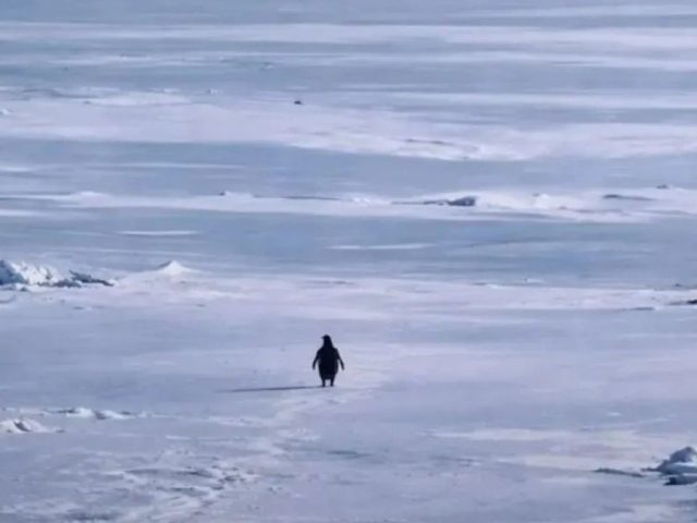 Yanlız Penguen