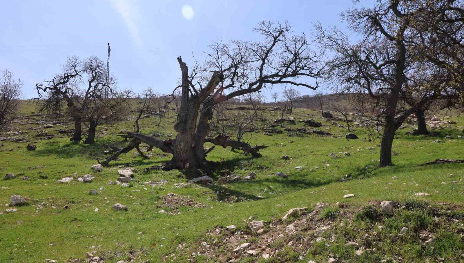 gulistan dokunun ilk gomuldugu iddiaya edilen yer havadan goruntulendi 5 1A1FTacz