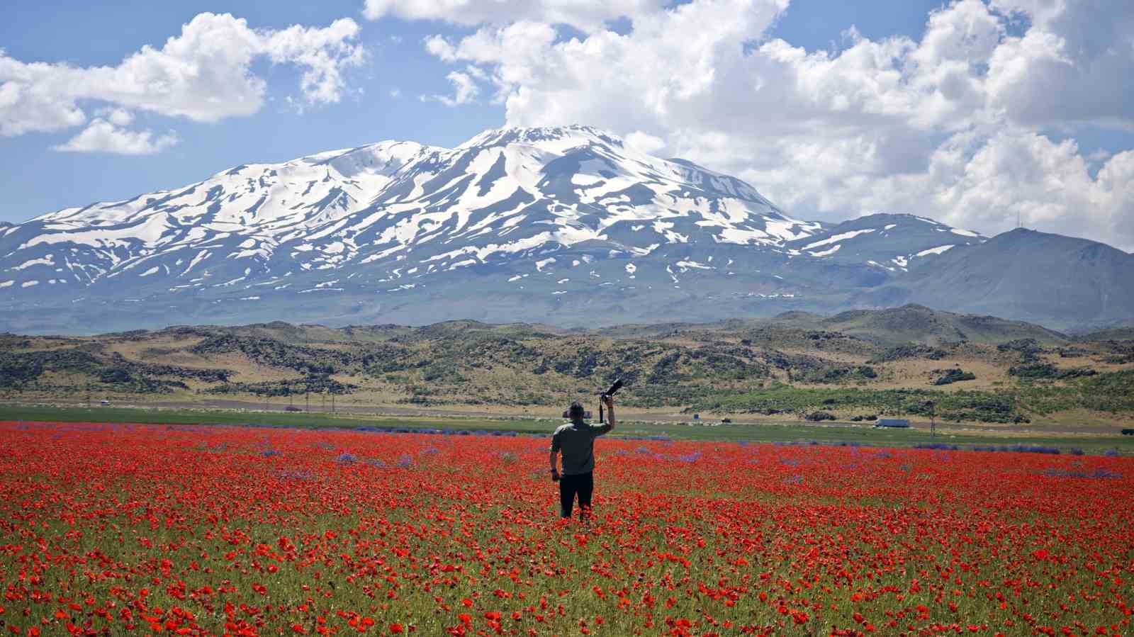 Gülistan Ovası gelinciklerle kırmızıya büründü 9 gulistan ovasi gelinciklerle kirmiziya burundu 5