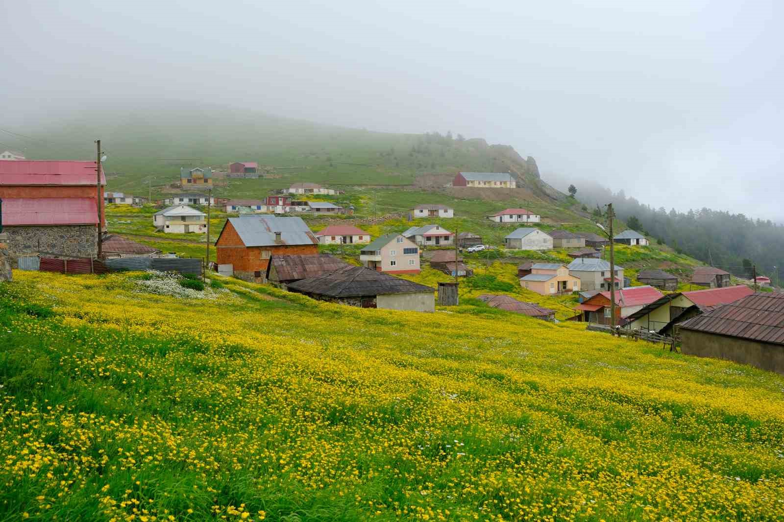 gumushane yaylalari cicek tarlasina donustu 5 LSF1pdH8