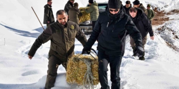 gumushanede-ac-kalan-yaban-hayvanlari-icin-seferberlik-CFvmOuK4.jpg