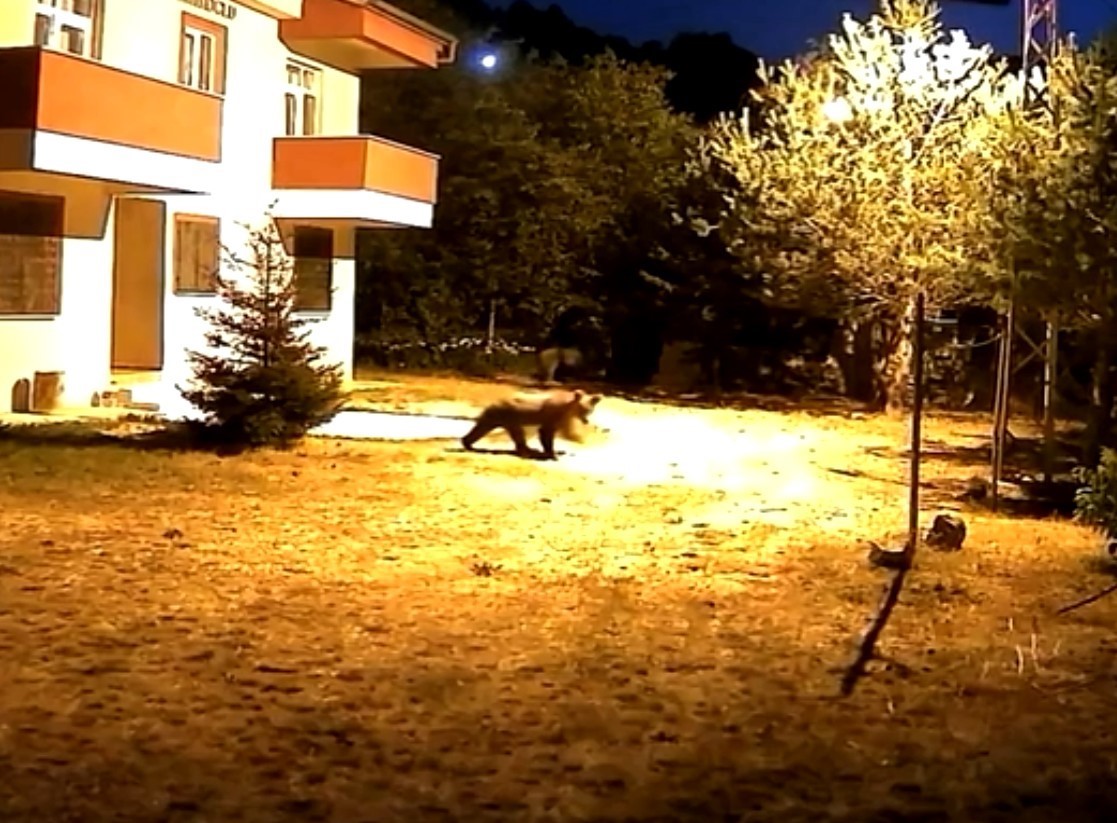 gumushanede alarm sesine aldiris etmeyen iki ayi goruntulendi 0 jEIraUKG