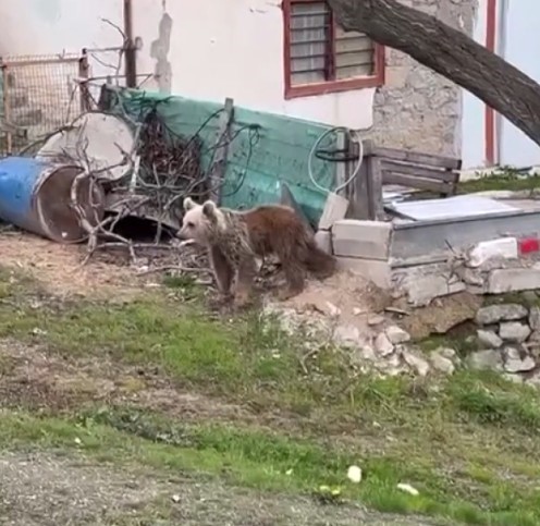 Gümüşhane’de ayılar yaylalardan sonra köyleri mesken edindi: Vatandaşlar tedirgin 7 gumushanede ayilar yaylalardan sonra koyleri mesken edindi vatandaslar tedirgin 3 eS6bRCW6