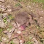 gumushanede-kaybolan-inek-ayi-tarafindan-parcalandi-De7AEbvS.jpg