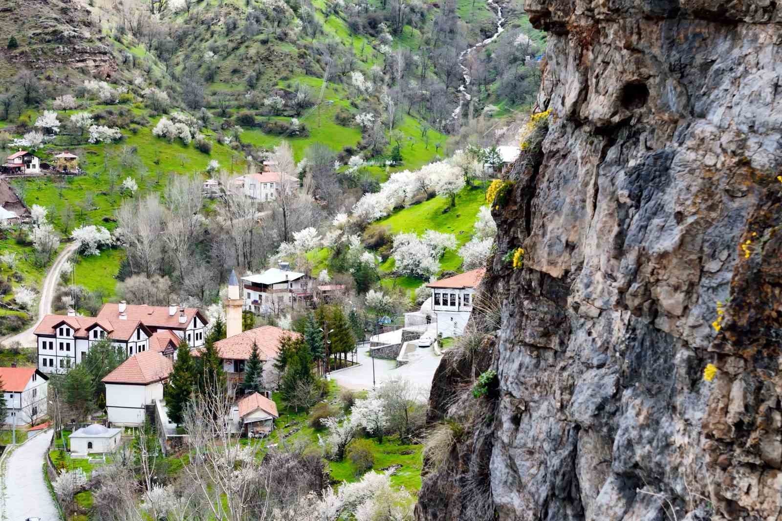 gumushanede tastan fiskiran draba cicekleri ilgi cekiyor 0 GTCzMtUE