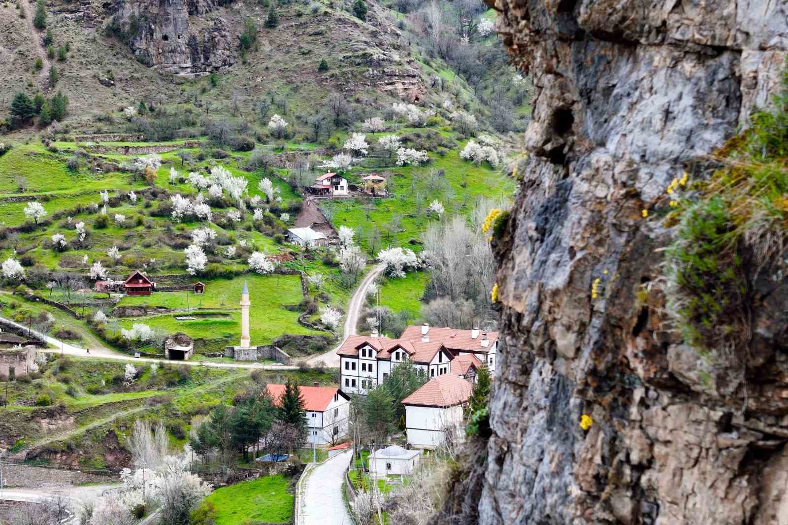 gumushanede tastan fiskiran draba cicekleri ilgi cekiyor 1 GBRYk73r