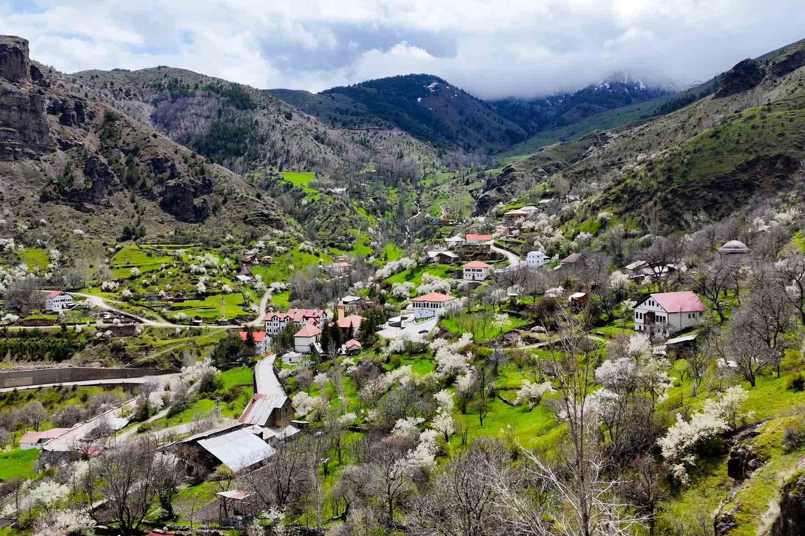 gumushanede tastan fiskiran draba cicekleri ilgi cekiyor 4 ByG5Nnun
