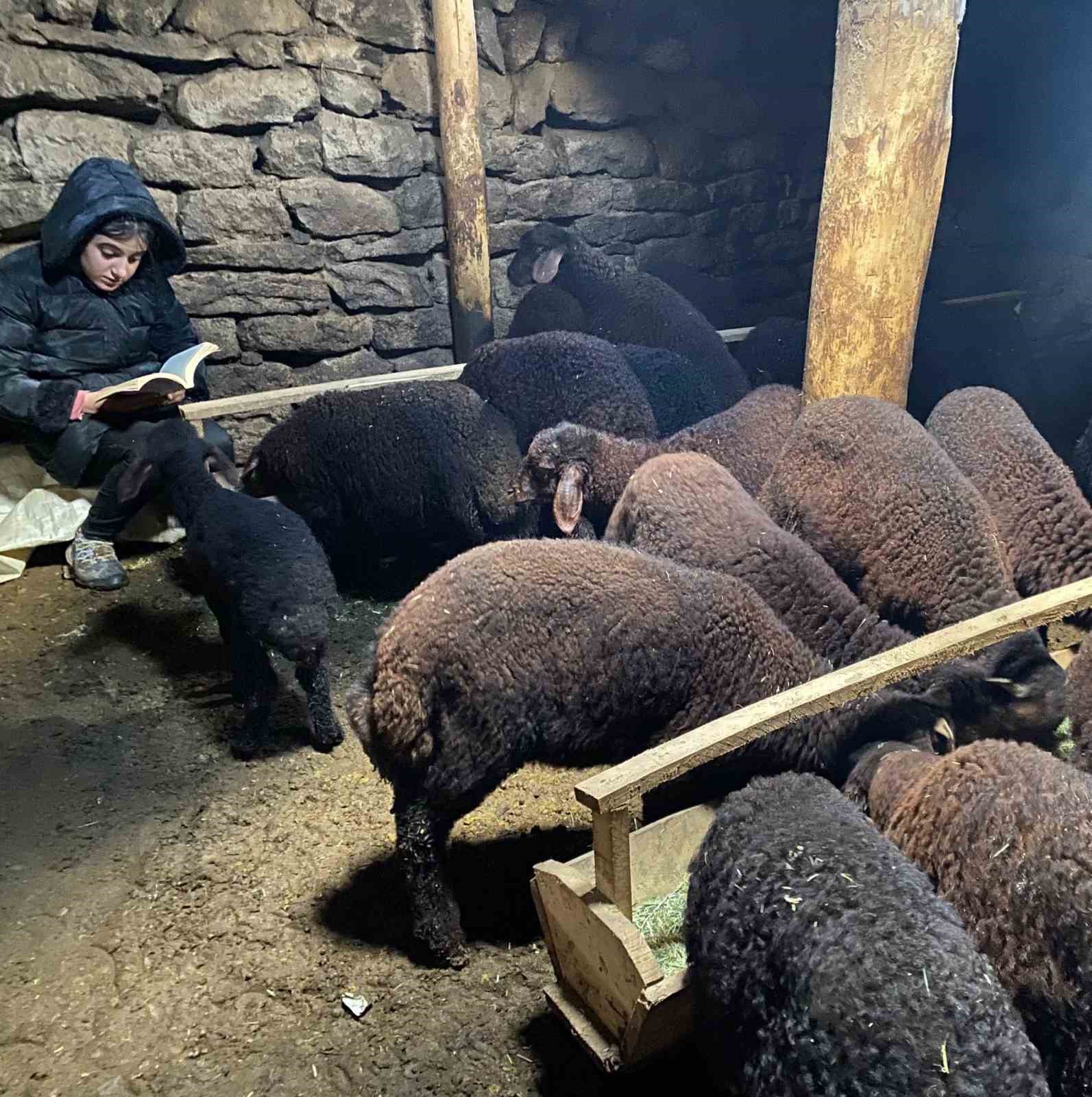 gunduz hayvan bakiyor gece hayalleri icin calisiyor 2
