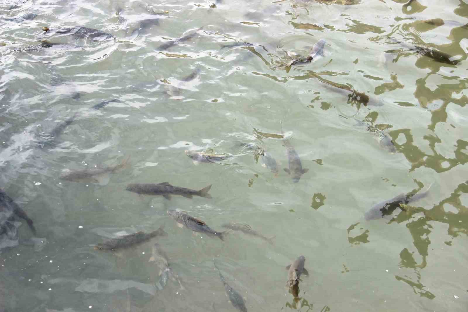 gunes yuzunu gosterdi balikligole ziyaretci akini 4 l18ecqzf