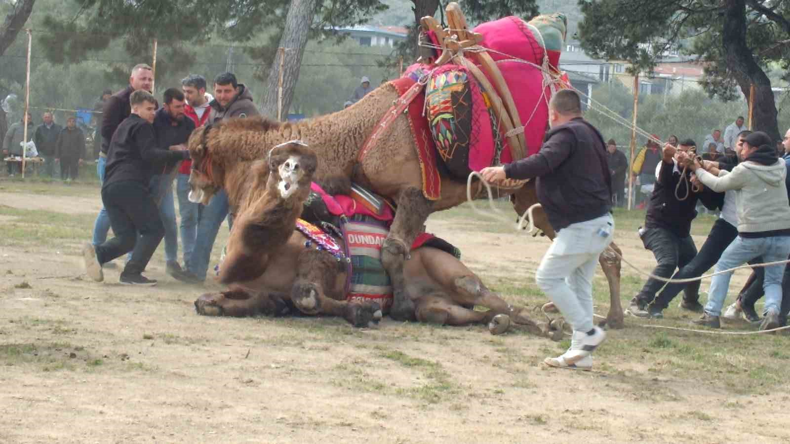 guresci develer bir yil sonra sahalara geri dondu 3 R1Y2AL7E