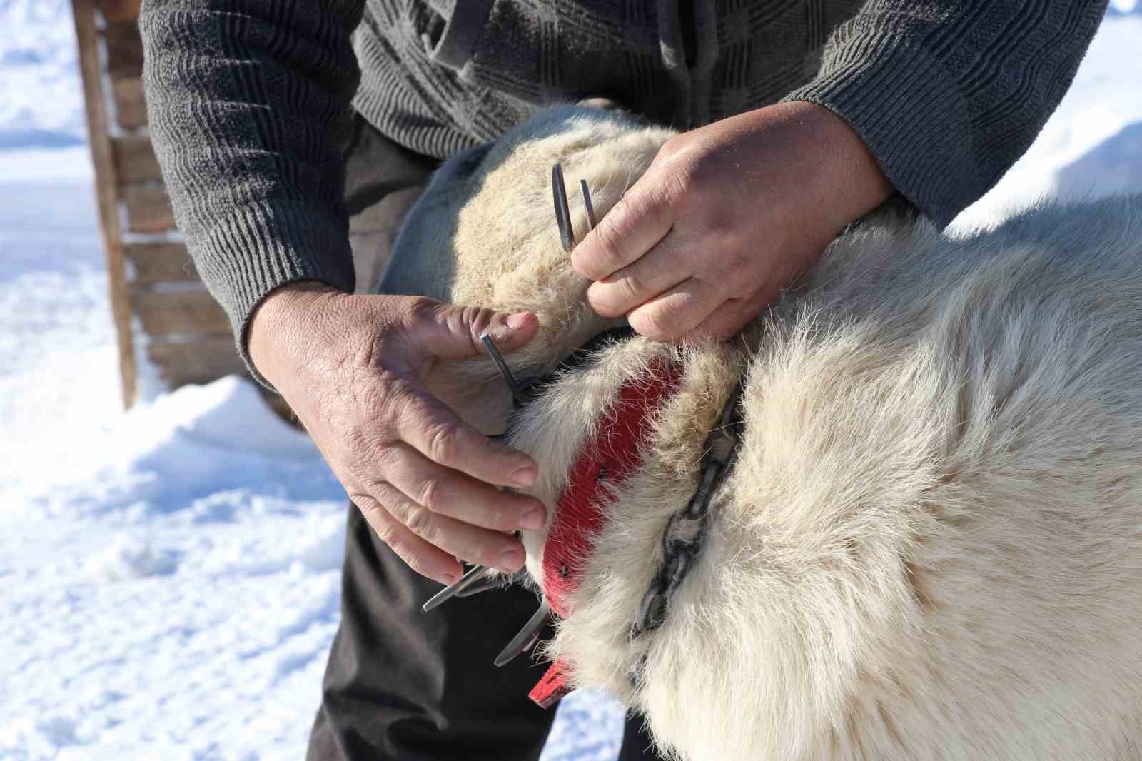 gurun cengeli kangal kopeklerine can simidi oluyor 0 htRu276a