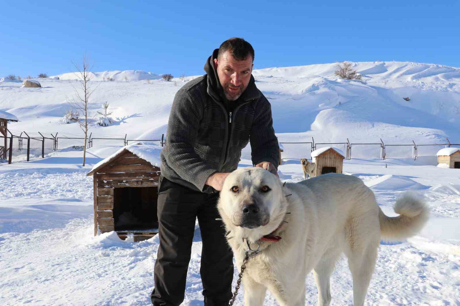 gurun cengeli kangal kopeklerine can simidi oluyor 1 NWb1QCcg