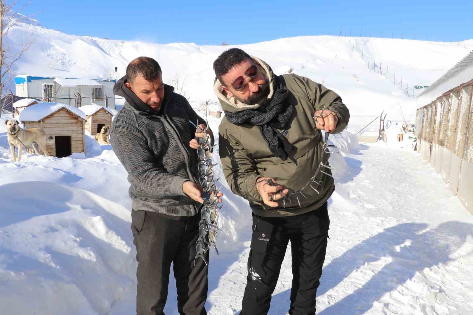 gurun cengeli kangal kopeklerine can simidi oluyor 2 J1DikqeM