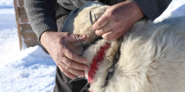 gurun-cengeli-kangal-kopeklerine-can-simidi-oluyor-5zOKDM2i.jpg