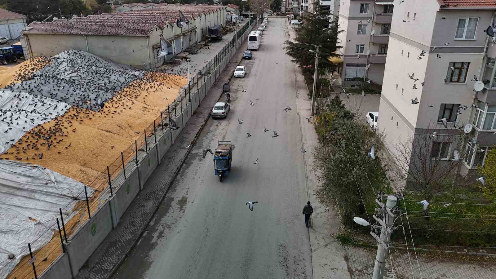 guvercinler icin adeta acik bufe 2 GtULWNuu