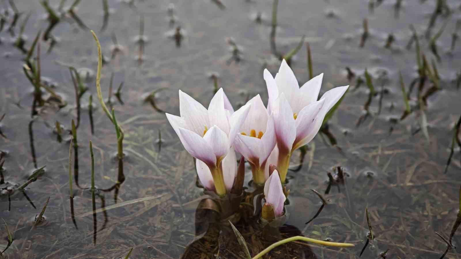 guzeldere vadisi bahar cigdemleriyle suslendi 8 E5hQyw9Z