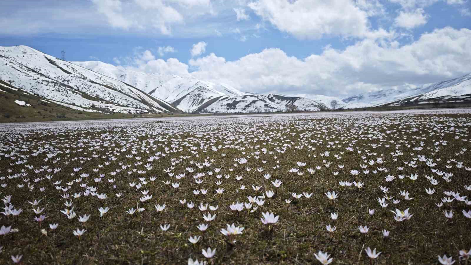 guzeldere vadisinde bahar soleni cigdemler gorsel ziyafet sunuyor 0 ELmWHN4Q