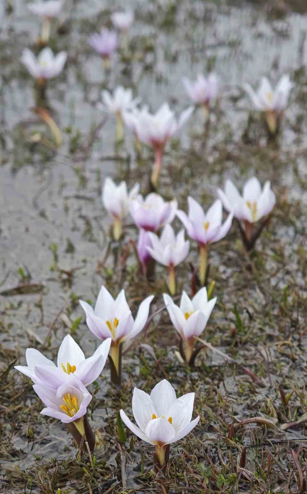 guzeldere vadisinde bahar soleni cigdemler gorsel ziyafet sunuyor 7 YiTyQ4sy