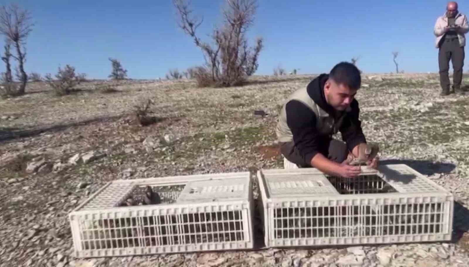 haburda ele gecirilen 38 kinali keklik dogaya salindi 1 RzAwJJcA