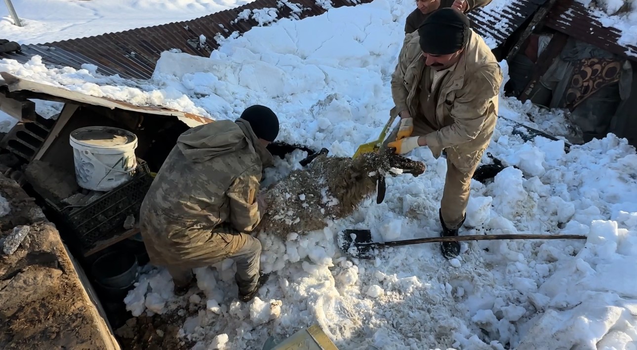 Hakkari’de ahırın çatısı çöktü: 2 hayvan telef oldu 5 hakkaride ahirin catisi coktu 2 hayvan telef oldu 1