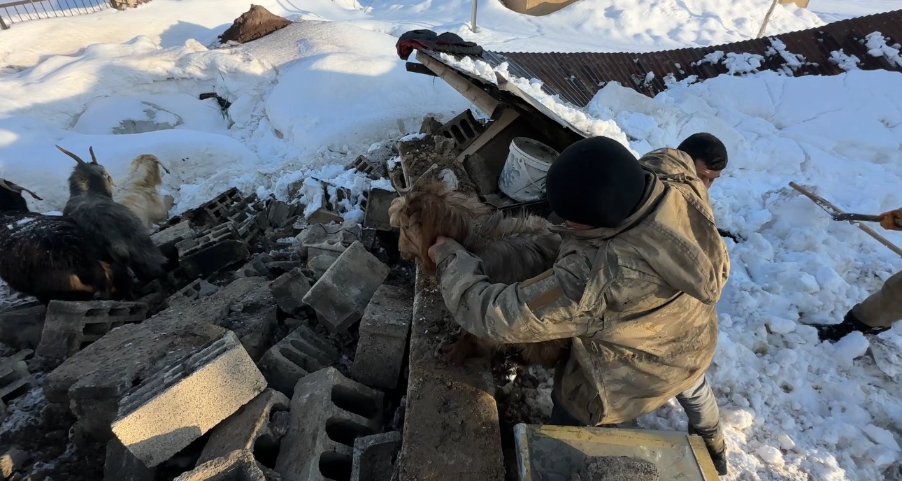 Hakkari’de ahırın çatısı çöktü: 2 hayvan telef oldu 8 hakkaride ahirin catisi coktu 2 hayvan telef oldu 4 zW4Z74nb