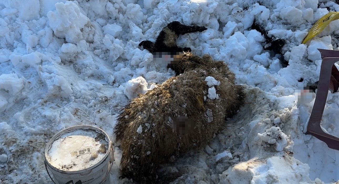 Hakkari’de ahırın çatısı çöktü: 2 hayvan telef oldu 12 hakkaride ahirin catisi coktu 2 hayvan telef oldu 8 y5By5nYv
