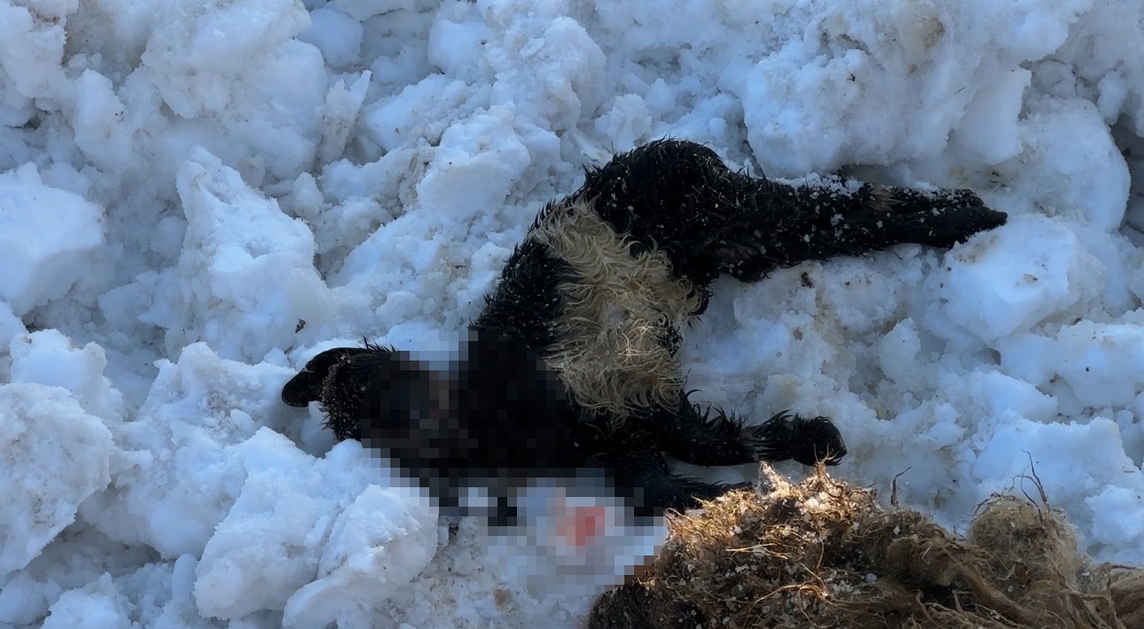 Hakkari’de ahırın çatısı çöktü: 2 hayvan telef oldu 13 hakkaride ahirin catisi coktu 2 hayvan telef oldu 9 PAIS3LQi